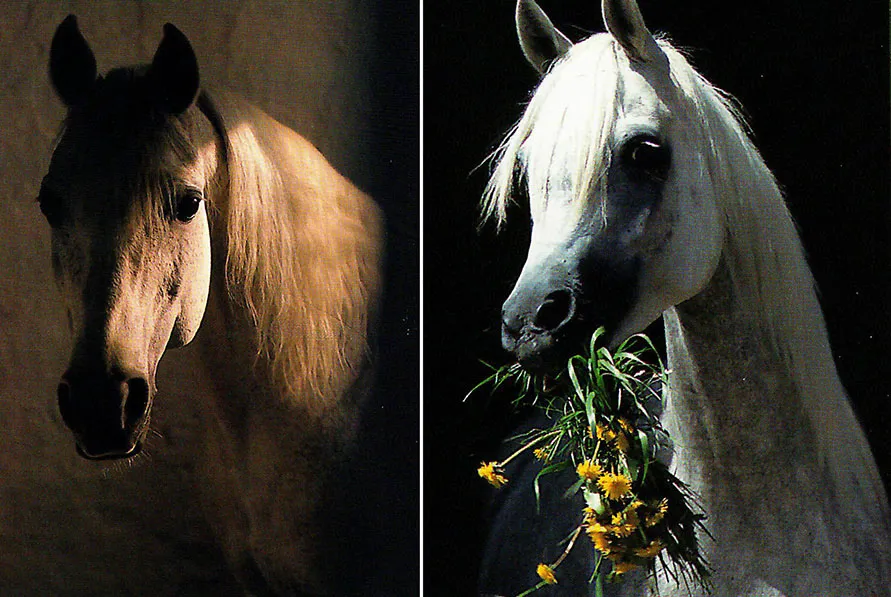 Zdjęcie Stadnina Koni Michałów - historia, hodowla i pasjonujące fakty