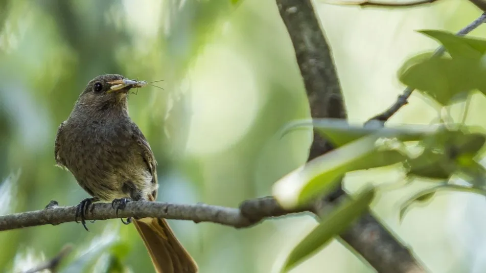 Zdjęcie Co potrafią robić ptaki w Familiadzie? Zaskakujące odpowiedzi!