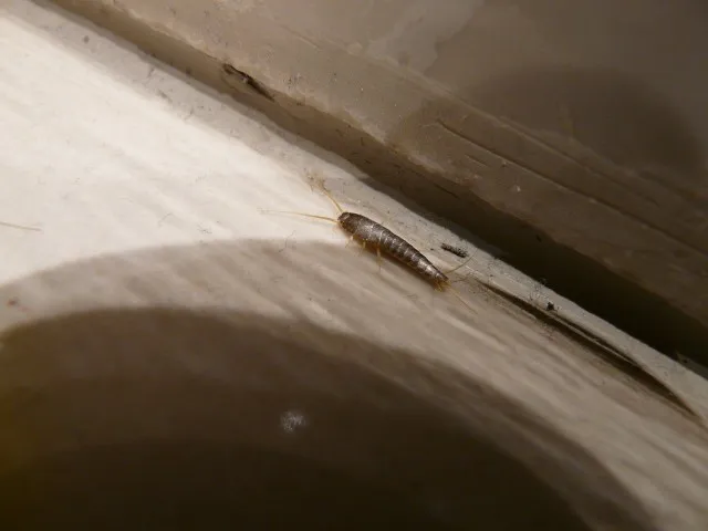 Zdjęcie Skuteczne sposoby na pozbycie się rybików w kuchni - domowe triki