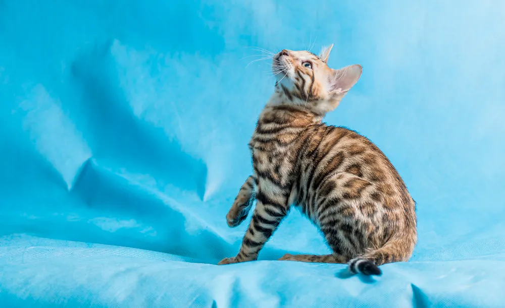 Zdjęcie Devon Rex alergia – czy to idealny kot dla alergików?