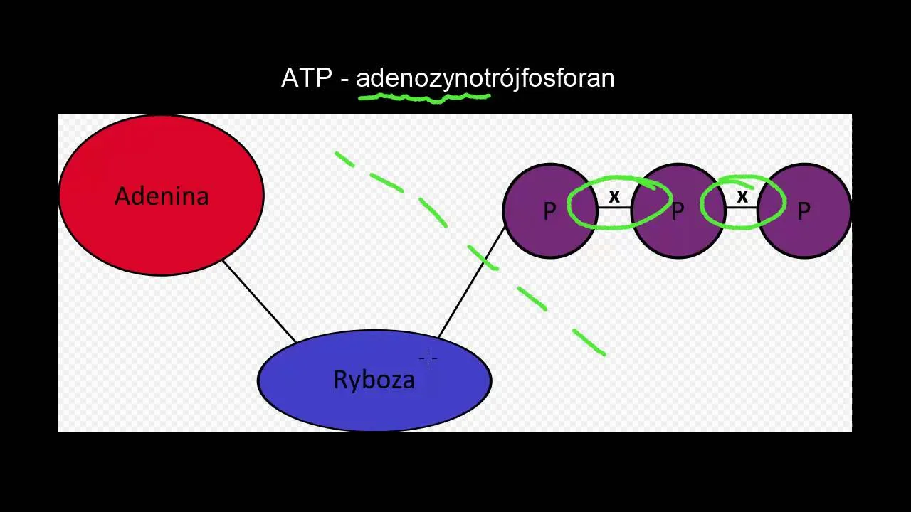Zdjęcie ATP w biologii - co to jest i dlaczego jest kluczowe dla życia?