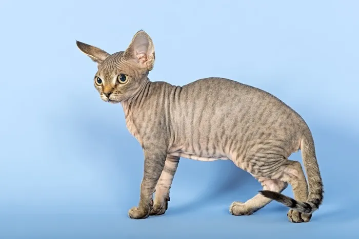 Zdjęcie Czy Devon Rex uczula? Odkryj prawdę o hipoalergicznych kotach