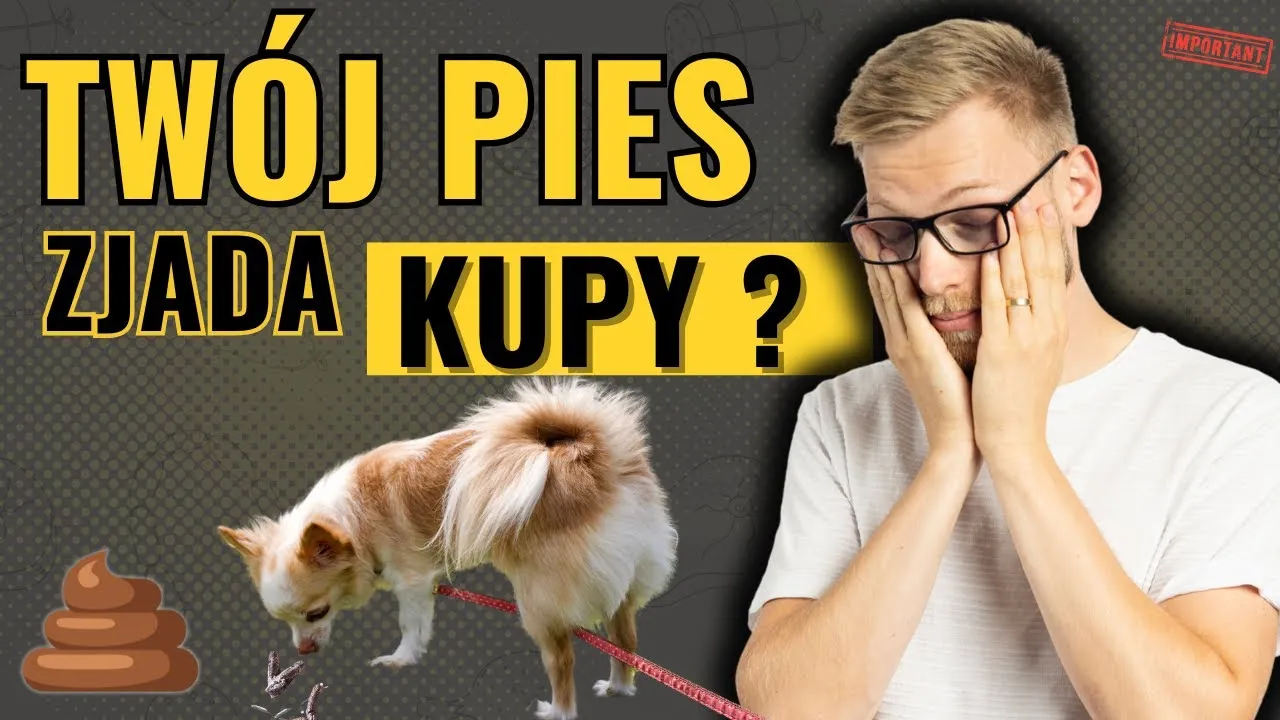 Zdjęcie Dlaczego szczeniak zjada kupy? Przyczyny, zagrożenia i jak oduczyć