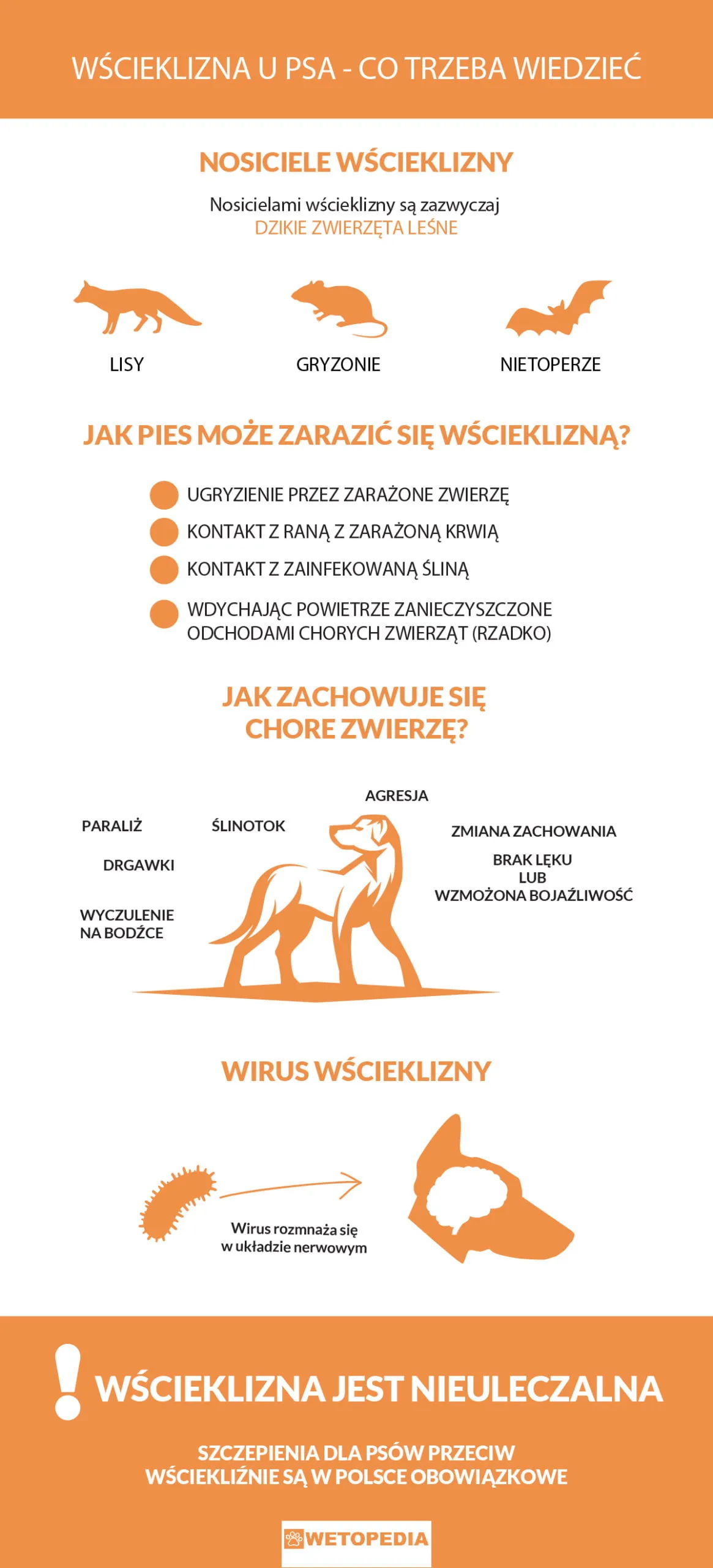Zdjęcie Wścieklizna u psa: Jak rozpoznać objawy i uratować pupila