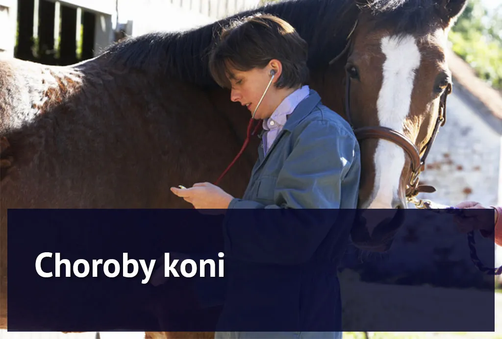 Zdjęcie Nozdrza konia: Kluczowy element anatomii i oddychania wierzchowca