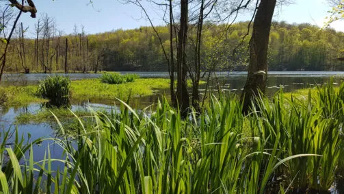 Zdjęcie Rezerwat przyrody Lubygość: piękne krajobrazy i unikalna fauna