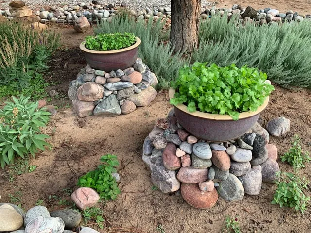 Zdjęcie Kolendra kiedy siać? Oto najlepszy czas na siew nasion wiosną