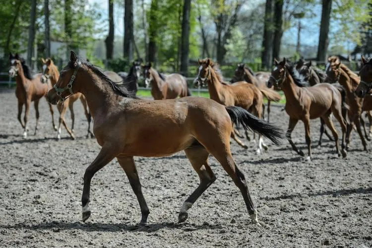Zdjęcie 200 lecie stadniny Janów Podlaski - historia, wydarzenia i emocje
