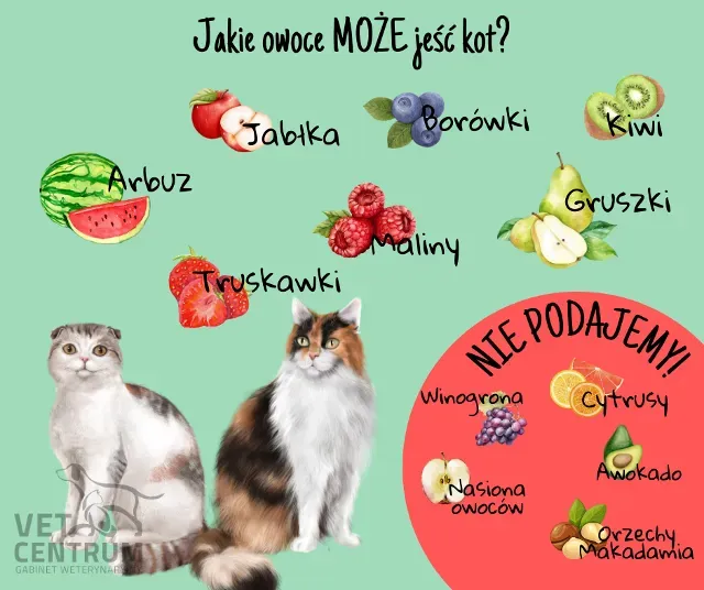 Zdjęcie Czy koty mogą jeść ogórki? Sprawdź, co musisz wiedzieć o ich diecie