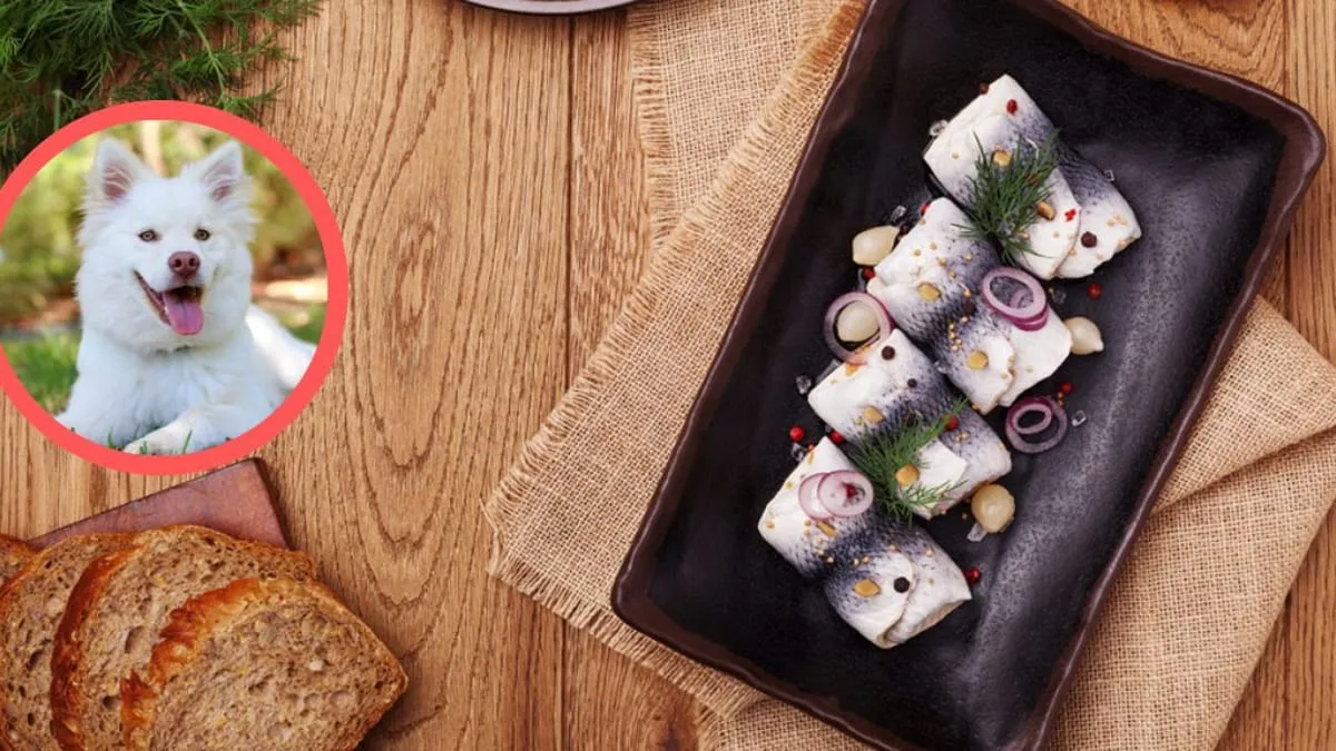 Zdjęcie Czy pies może jeść śledzie w oleju? Sprawdź ryzyko dla zdrowia!