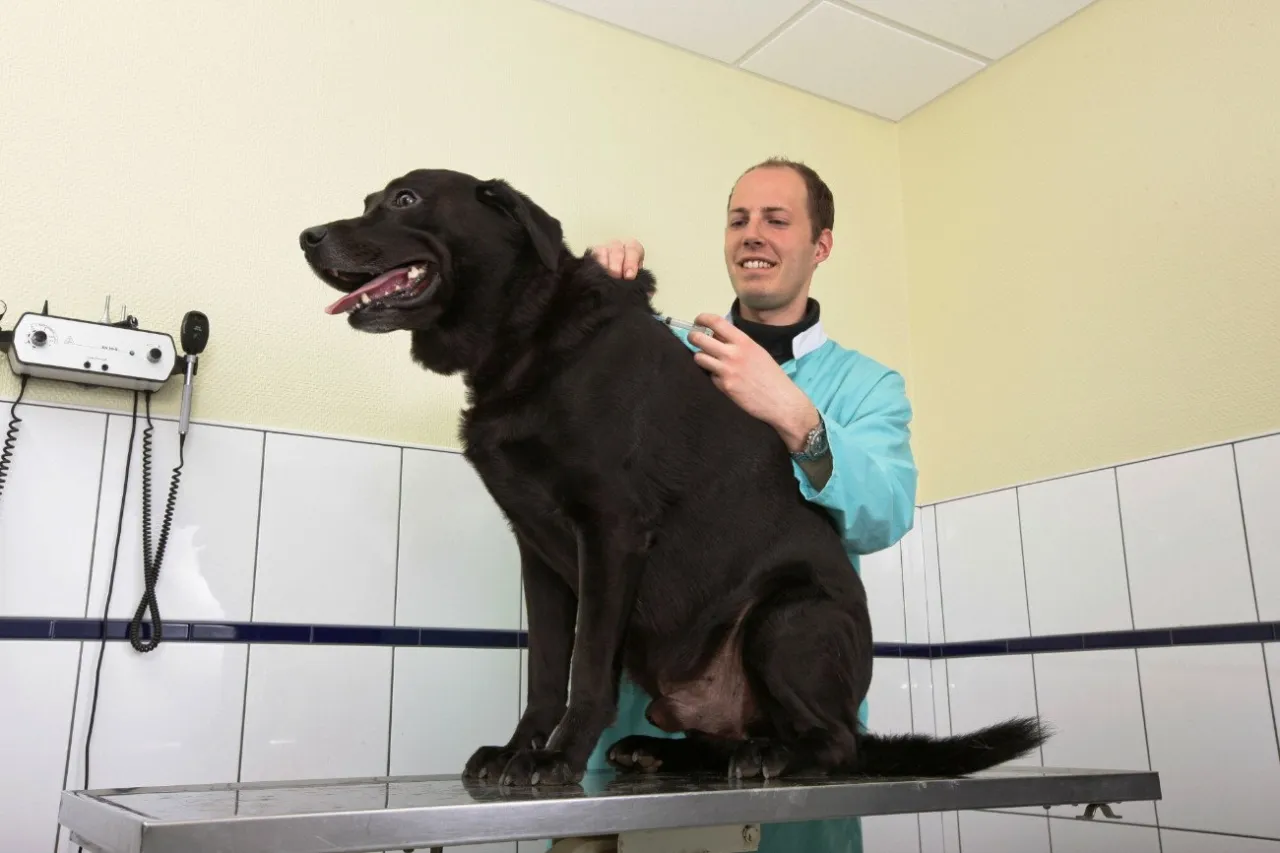 Zdjęcie Ile zarabia weterynarz w Szwajcarii? Zaskakujące różnice w wynagrodzeniach