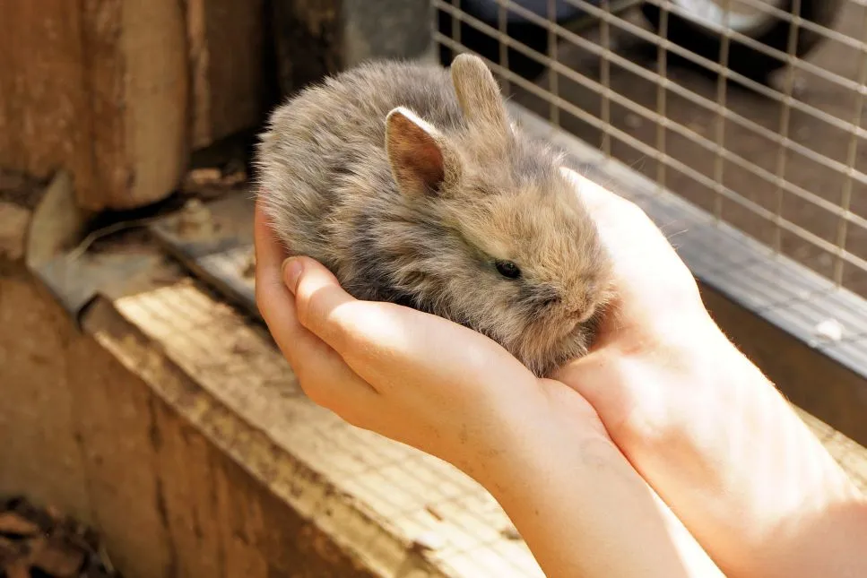 Zdjęcie Jakie leki na katar u królika pomogą w walce z chorobą?