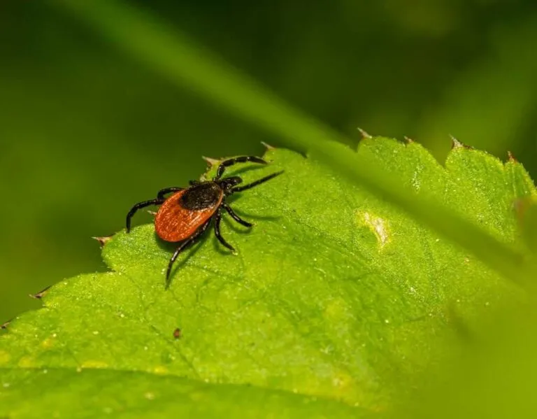 Zdjęcie Jak skutecznie odstraszyć kleszcza? Naturalne i chemiczne metody ochrony