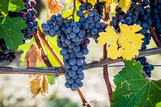 Zdjęcie Ile kcal ma winogrono? Zaskakujące fakty o kaloryczności owoców