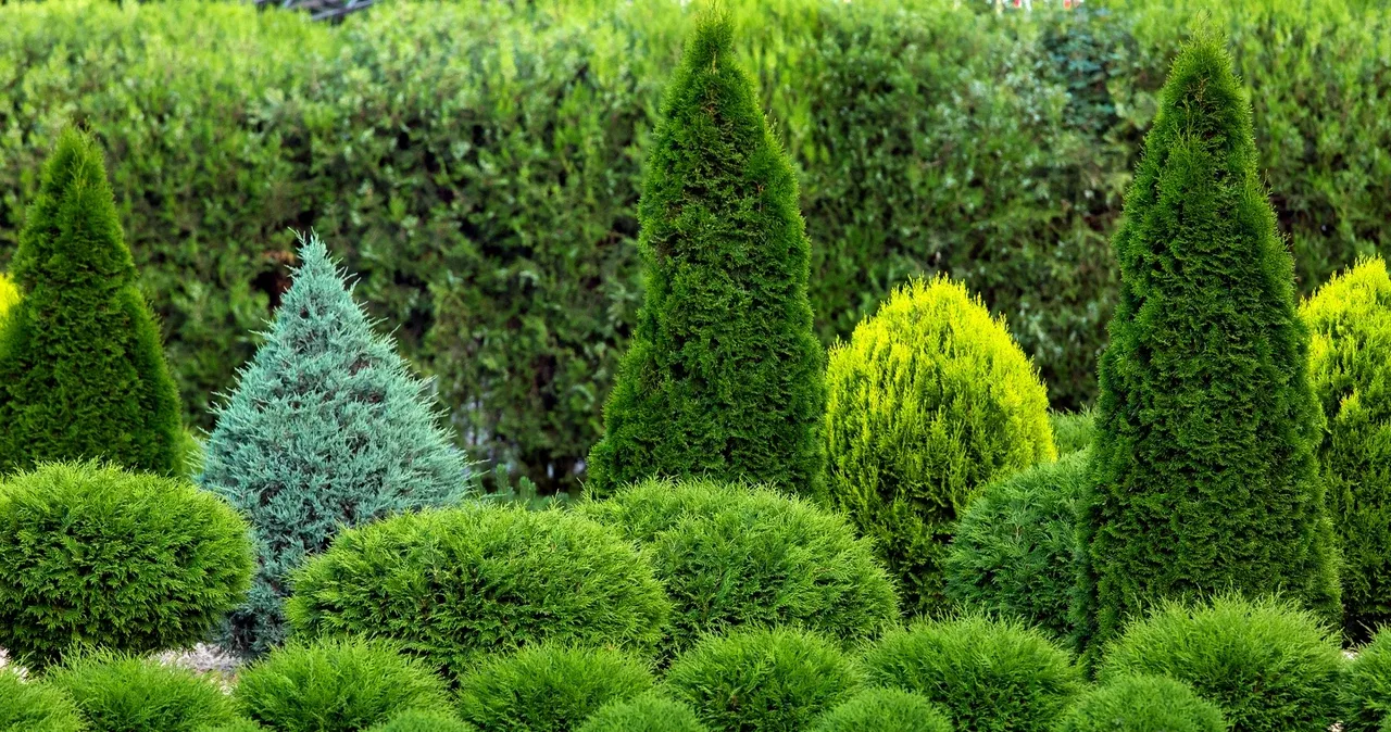 Zdjęcie Czego nie lubią tuje - unikaj tych roślin w swoim ogrodzie