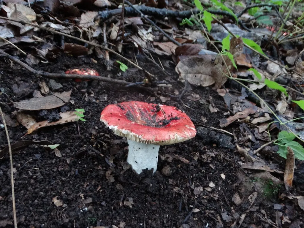 Zdjęcie Gołąbek wymiotny - Cechy, właściwości, zastosowanie