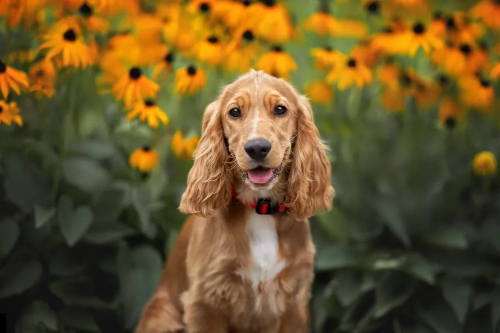 Zdjęcie Cocker spaniel włosy czy sierść - poznaj różnice i pielęgnację
