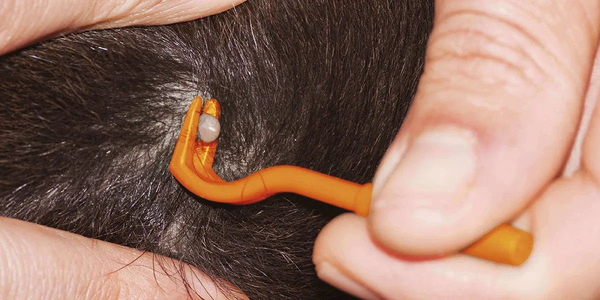 Zdjęcie Symptome von Borreliose beim Hund: Warnzeichen, die Sie kennen sollten