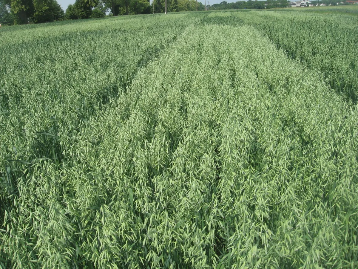 Zdjęcie Owies po owsie: czy monokultura jest opłacalna? Ryzyko i porady