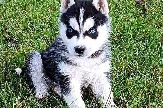 Zdjęcie Szczeniaki husky co jedzą? Unikaj tych szkodliwych pokarmów!