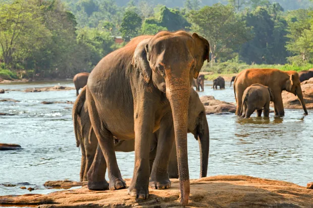 Zdjęcie Gdzie leży Sri Lanka? Odkryj jej położenie i sąsiedztwo na mapie