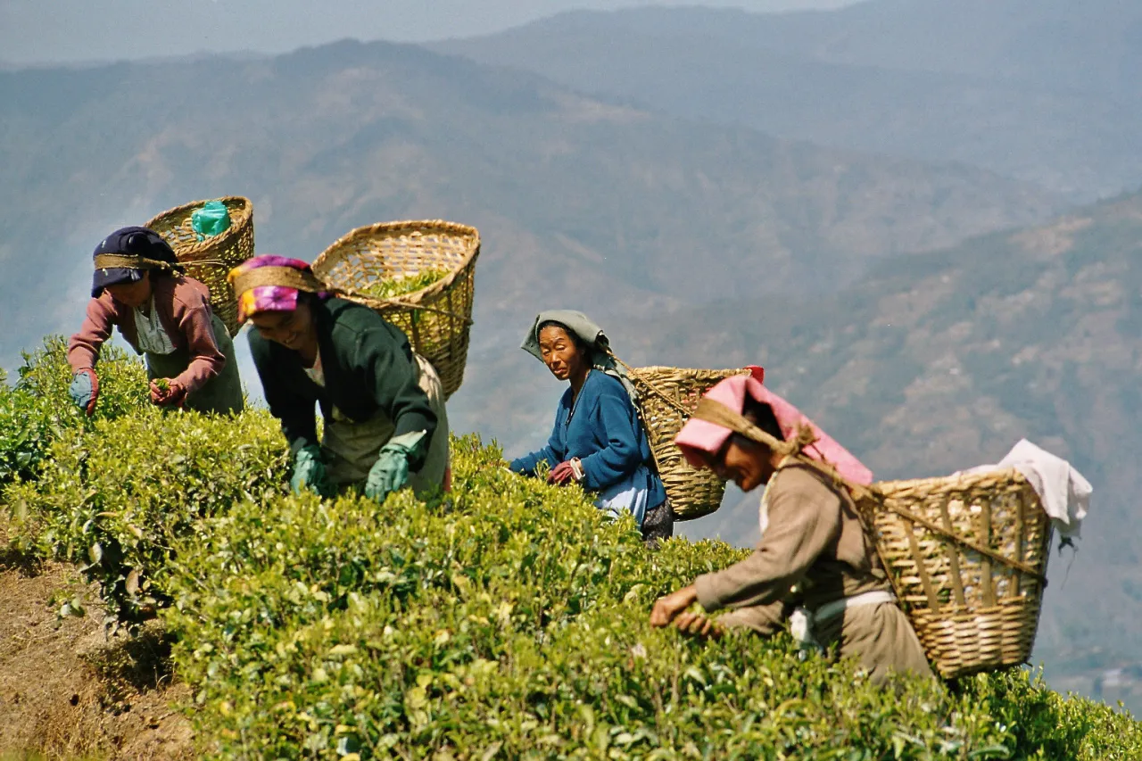 Zdjęcie Jak powstaje herbata? Edukacyjny film dla dzieci o produkcji herbaty