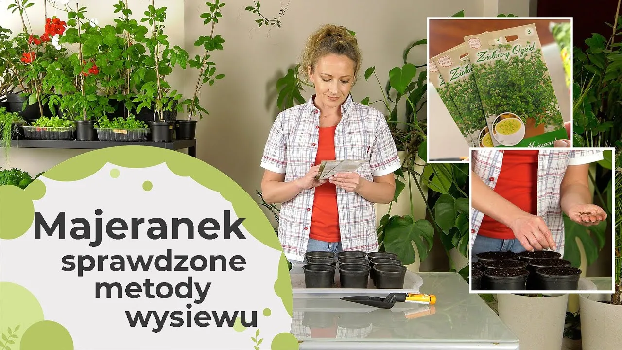 Zdjęcie Kiedy siać majeranek na rozsadę, aby uniknąć przymrozków?