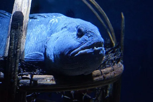 Zdjęcie Największe oceanarium w Niemczech: Ozeaneum w Stralsundzie czeka na Ciebie