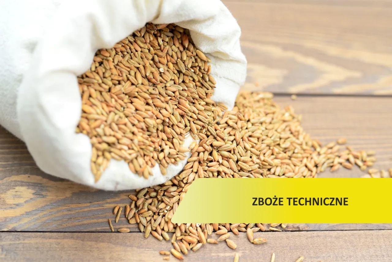 Zdjęcie Zboże techniczne co to? Odkryj jego zastosowania i kontrowersje