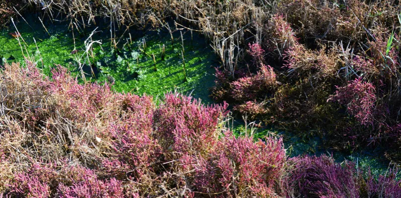 Zdjęcie Rezerwat przyrody Ciechocinek - tajemnice natury i unikalna flora