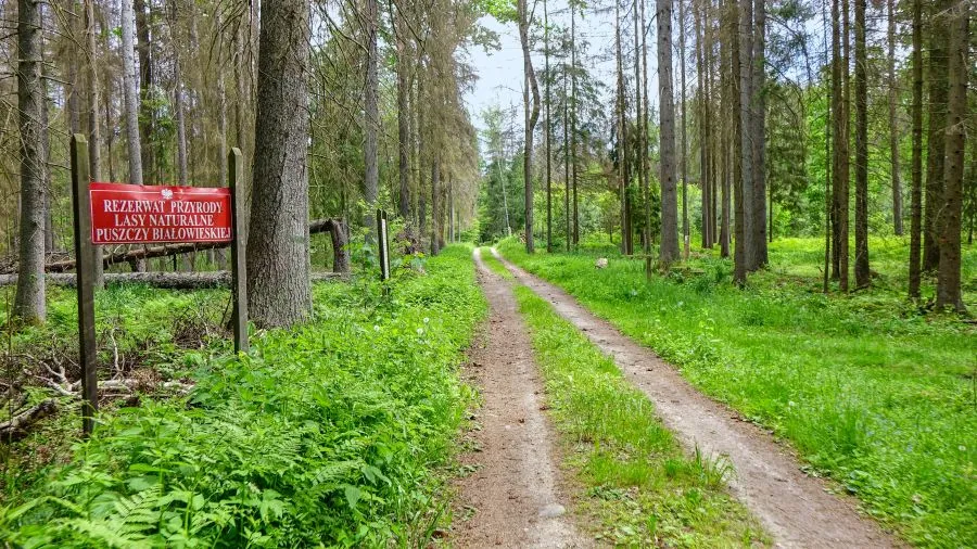 Zdjęcie Rozjemca podjął decyzję odnośnie Puszczy Białowieskiej