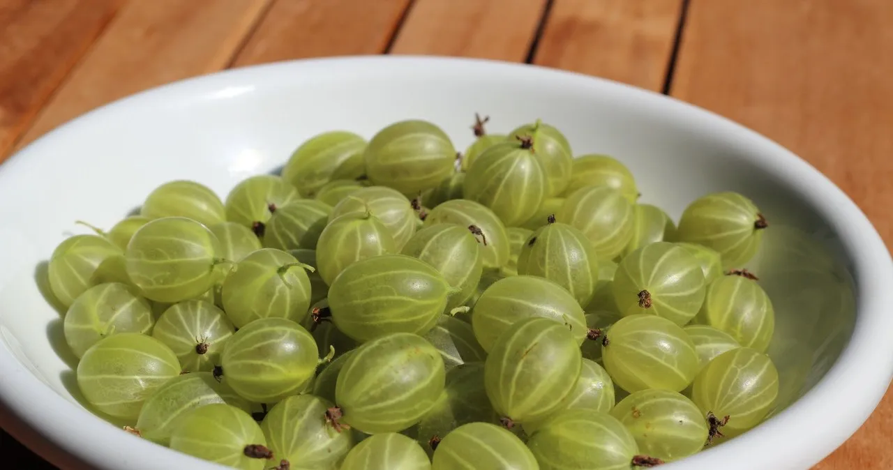 Zdjęcie Czy agrest uczula? Objawy alergii, które warto znać
