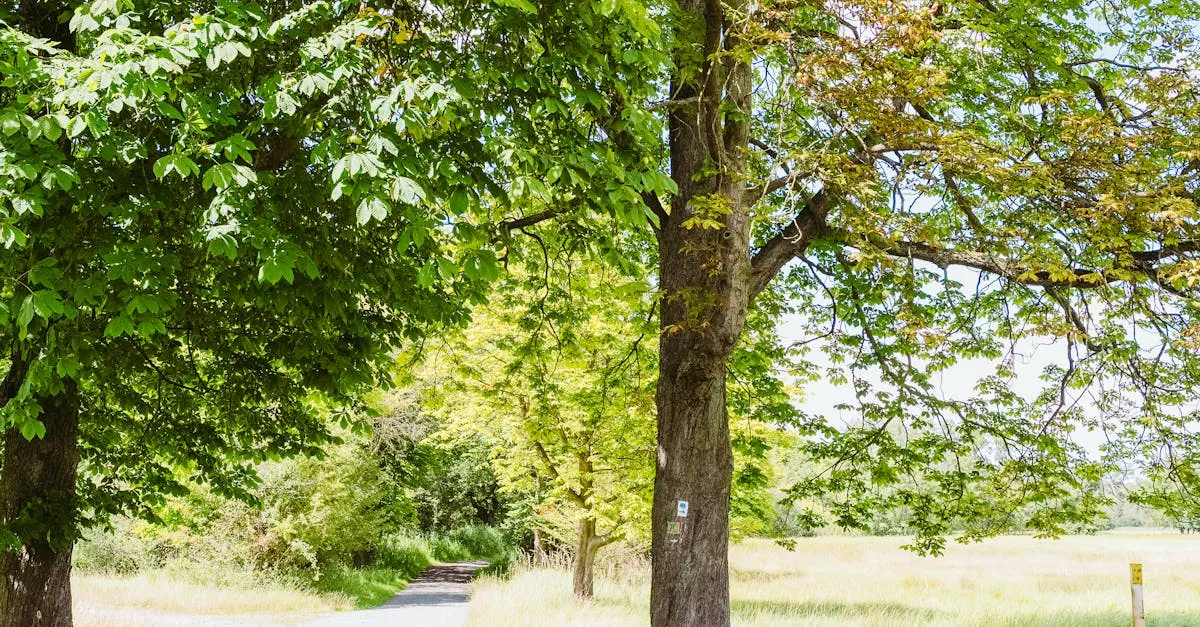 Zdjęcie Czy Polana Białowieska zachwyca zimą bardziej niż latem? Porady