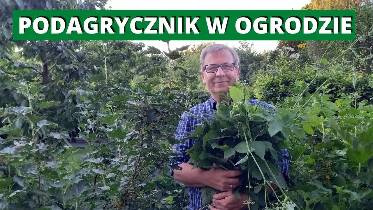 Zdjęcie Jak skutecznie pozbyć się podagrycznika z ogrodu – sprawdzone metody i porady