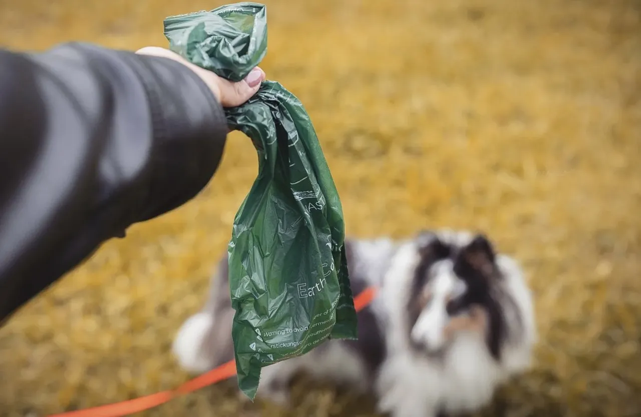 Zdjęcie Dlaczego psie odchody nie nadają się na kompost - poznaj fakty i zagrożenia