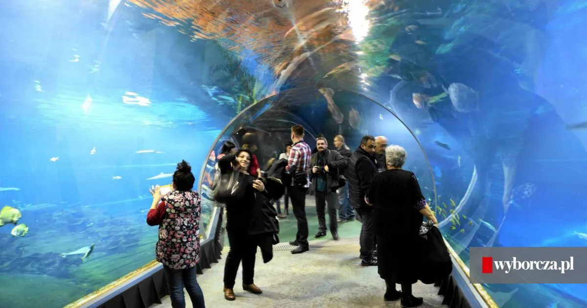 Zdjęcie Oceanarium Poznań: Plany budowy i atrakcje, które musisz znać