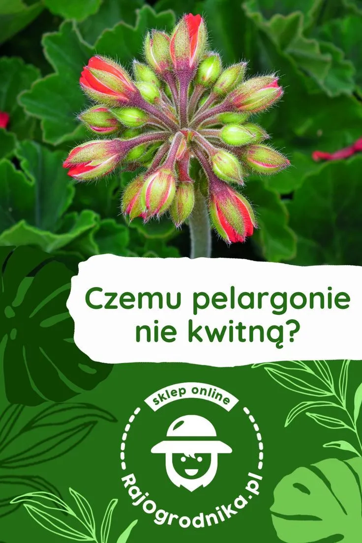 Zdjęcie Kiedy kwitną pelargonie? Odkryj, jak przedłużyć ich kwitnienie