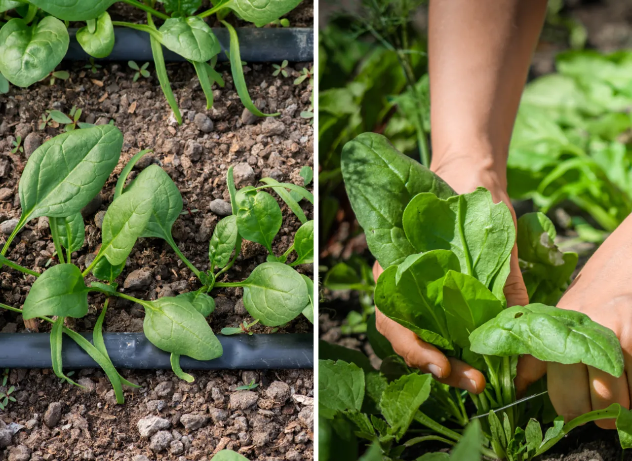 Zdjęcie Kiedy sadzić szpinak, aby uniknąć błędów i cieszyć się plonami