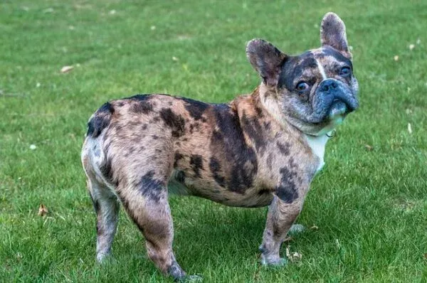 Zdjęcie Buldog francuski z ogonem: Niezwykłe zjawisko w świecie psów