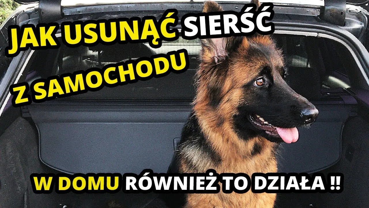 Zdjęcie Skuteczne sposoby na to, czym usunąć sierść z tapicerki bez trudu