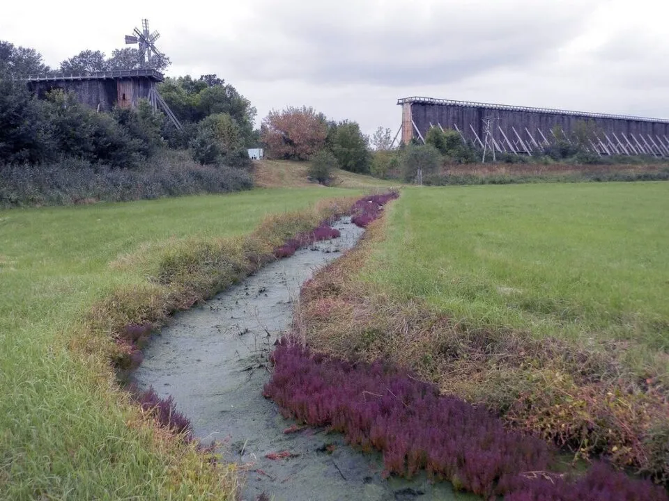 Zdjęcie Rezerwat przyrody Ciechocinek - tajemnice natury i unikalna flora