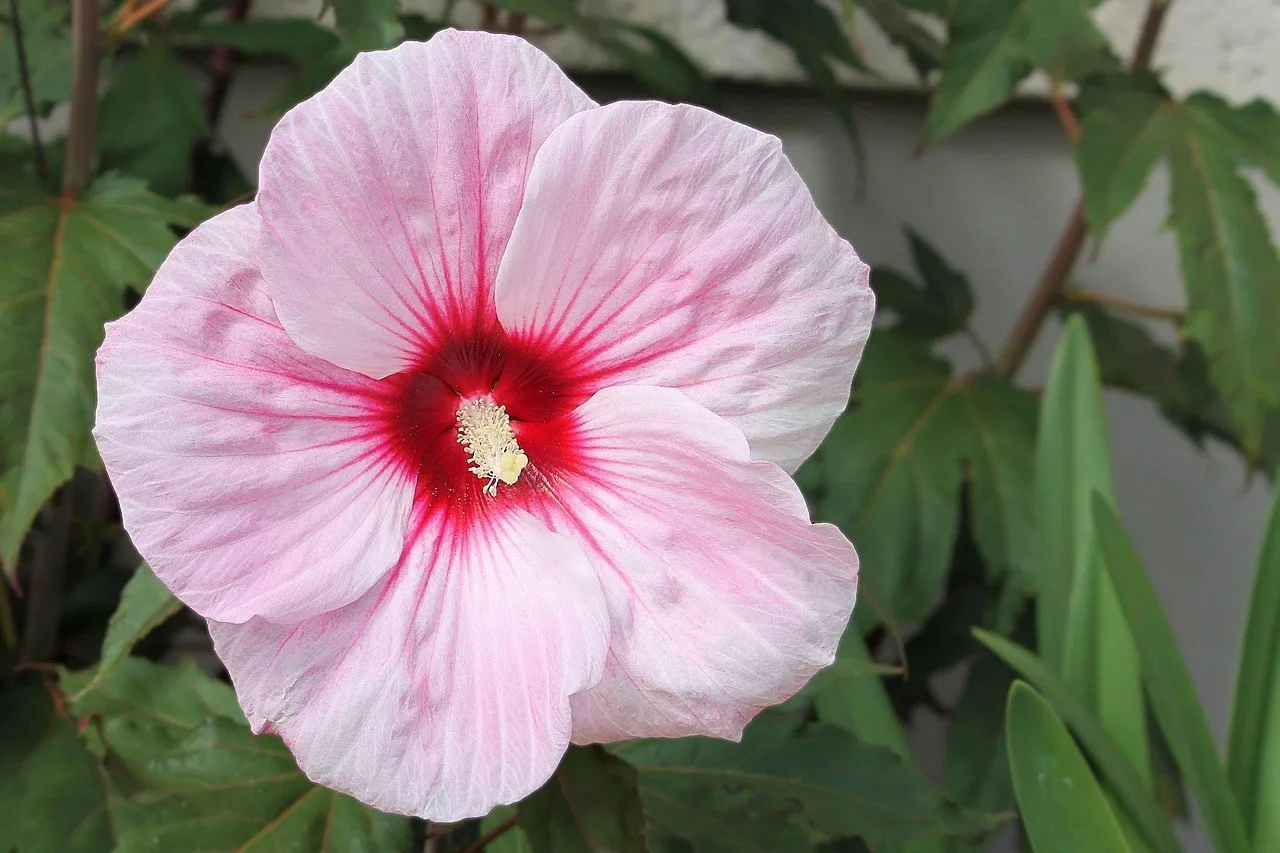 Zdjęcie Hibiskus jaki nawóz - najlepsze nawozy dla zdrowego wzrostu kwiatu
