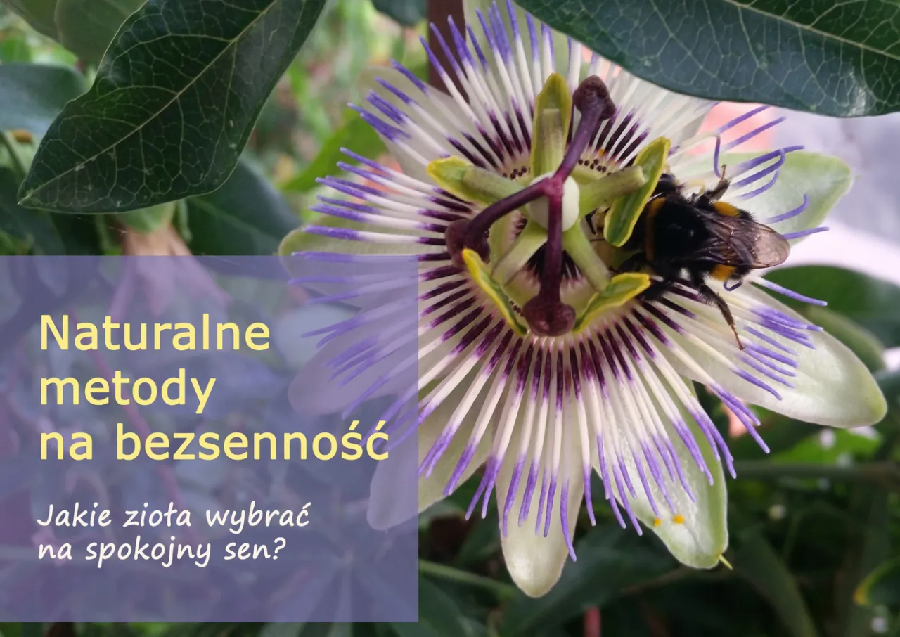 Zdjęcie Jak zrobić napar z szyszek chmielu: naturalny sposób na spokojny sen