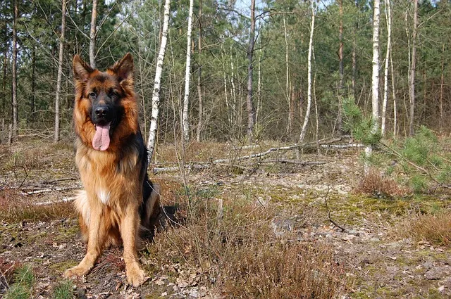 Zdjęcie Jak wytresować owczarka niemieckiego: skuteczne metody i porady