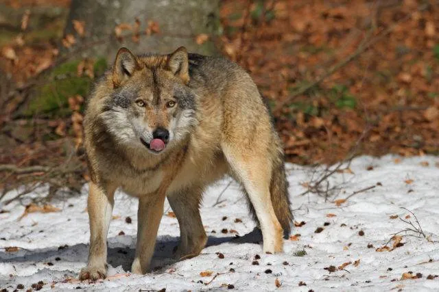 Zdjęcie Czy wilki są zagrożone wyginięciem? Aktualny status i przyszłość gatunku