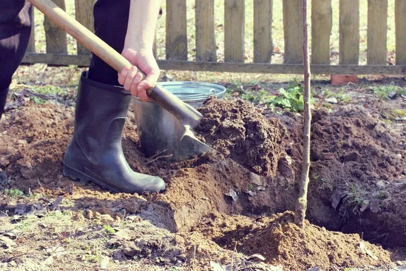 Zdjęcie Sadzenie drzew owocowych kiedy? Oto idealny czas na sadzenie