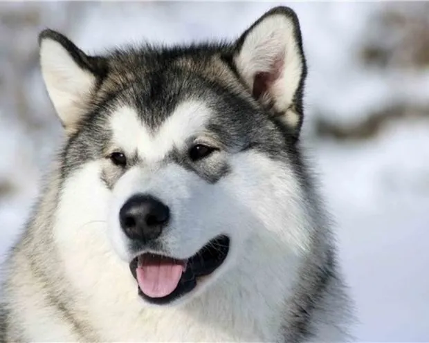 Zdjęcie Jak odróżnić husky od malamuta: kluczowe różnice i cechy