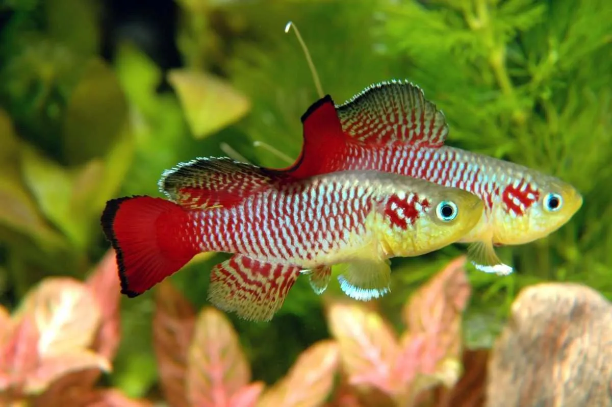Zdjęcie Jakie rybki do akwarium roślinnego - wybierz najlepsze gatunki dla roślin