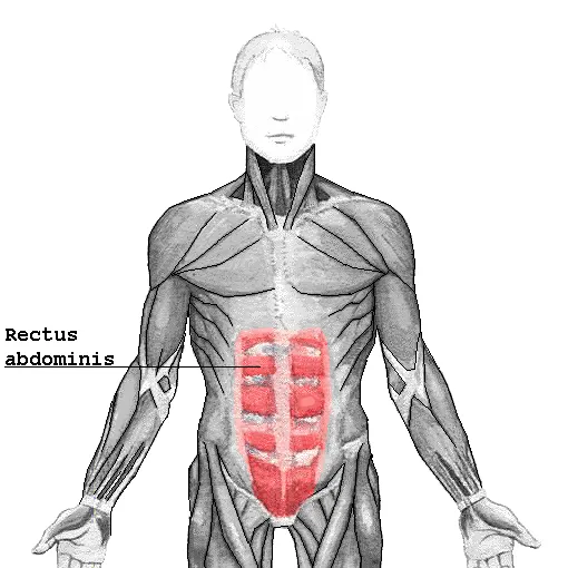 Zdjęcie Músculo del abdomen: funciones clave y ejercicios para fortalecerlo