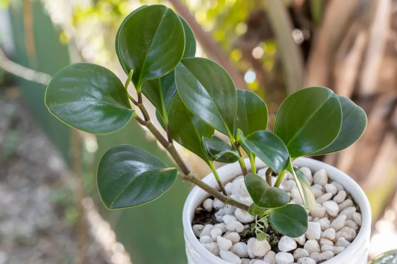 Zdjęcie Peperomia kwitnie? Poznaj jej niezwykłe kwiaty i jak je wspierać